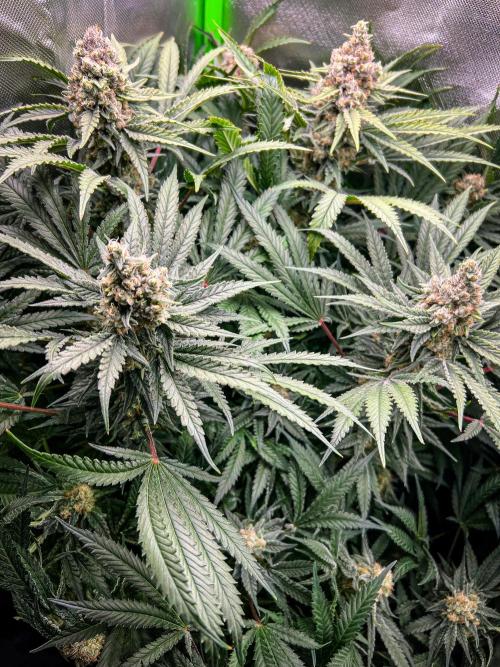 Sugar Black Rose. Week 11