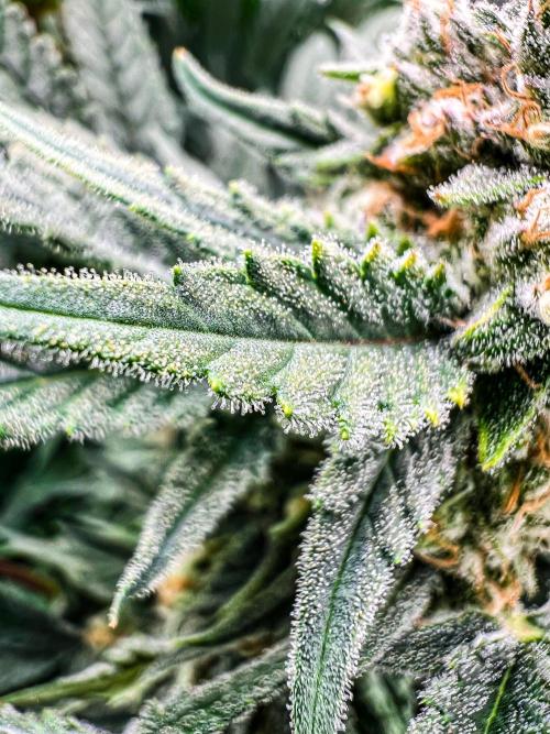 Sugar Black Rose. Week 11