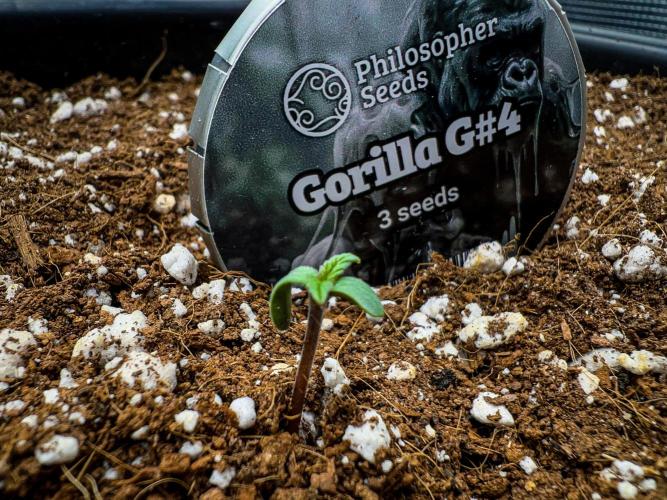 Gorilla Glue. Week 0