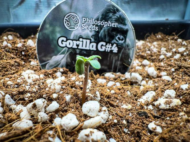 Gorilla Glue. Week 0