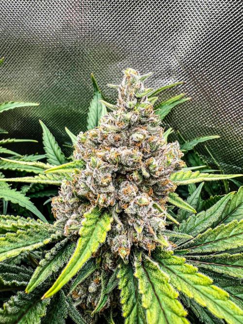Sugar Black Rose. Week 12