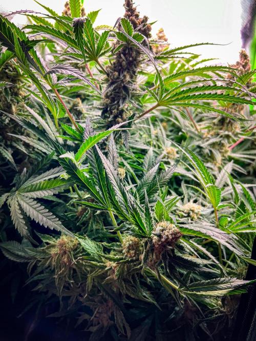 Sugar Black Rose. Week 12