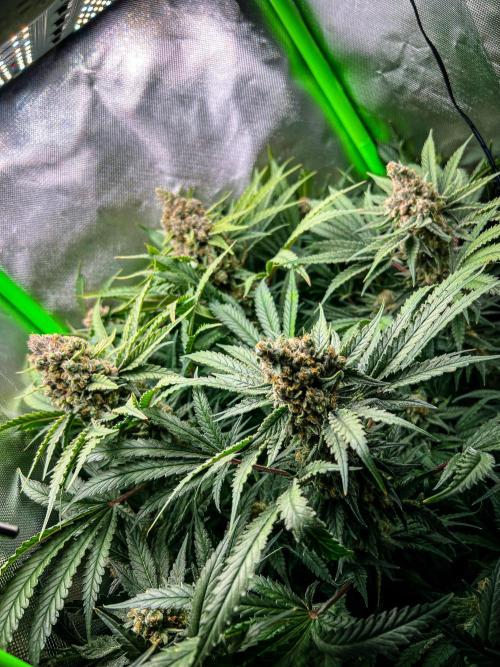 Sugar Black Rose. Week 12