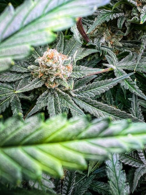 Sugar Black Rose. Week 12