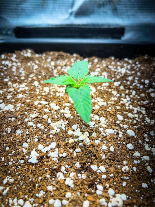 Gorilla Glue. Week 1