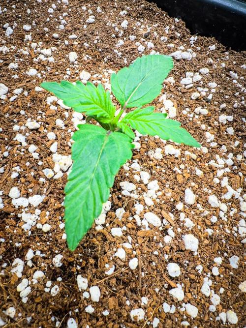 Gorilla Glue. Week 1