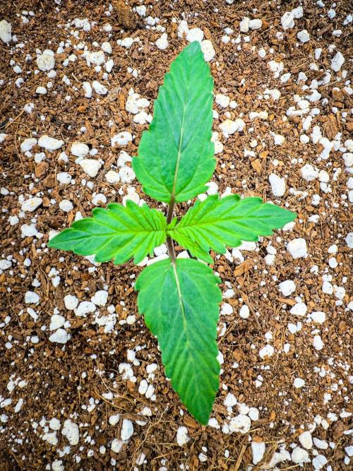 Gorilla Glue. Week 1