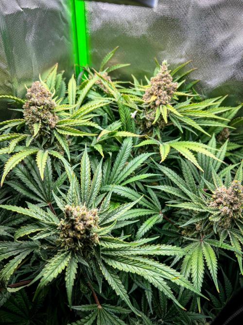 Sugar Black Rose. Week 13