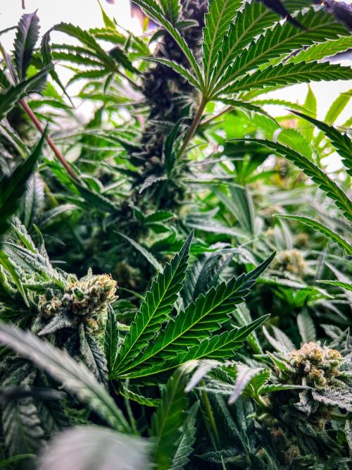 Sugar Black Rose. Week 13