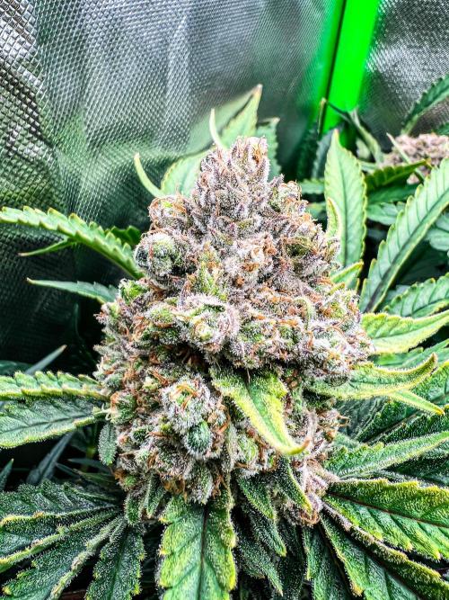 Sugar Black Rose. Week 13