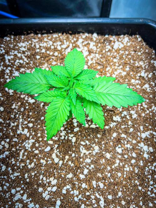Gorilla Glue. Week 2