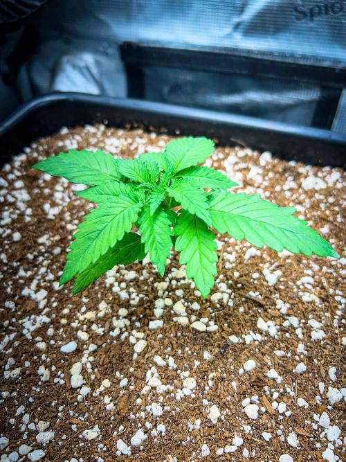 Gorilla Glue. Week 2