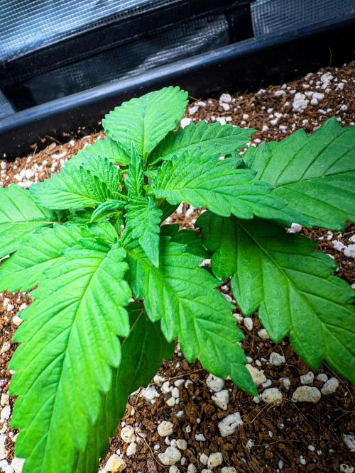 Gorilla Glue. Week 2