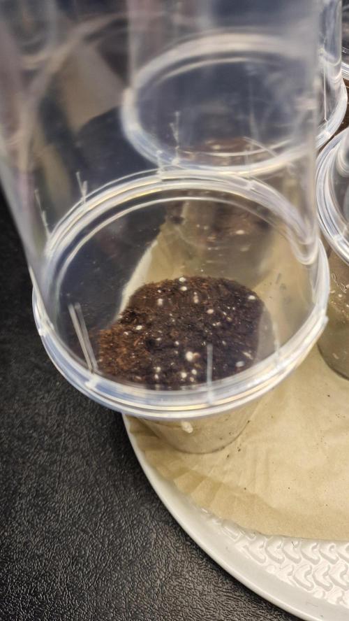 Dutch Passion Outdoor Grow 26 NRW. Week 0 - Frisian Dew hat schnell gezeigt, startet in der Erde etwas langsamer durch.