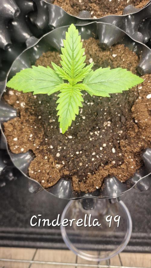 outdoor grow NRW '26. Week 1