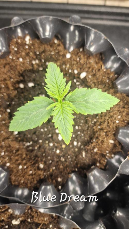 outdoor grow NRW '26. Week 1
