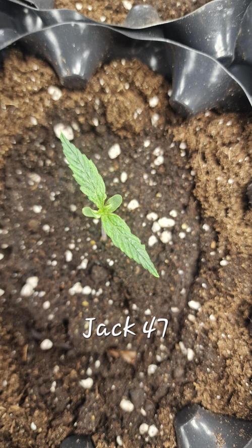 outdoor grow NRW '26. Week 1