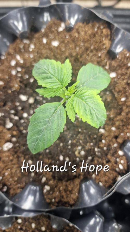 Dutch Passion Outdoor Grow 26 NRW. Week 1