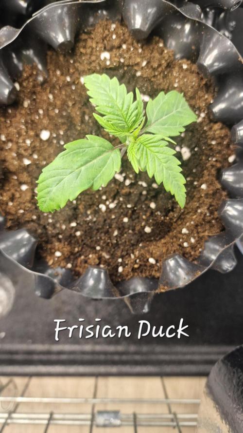 Dutch Passion Outdoor Grow 26 NRW. Week 1