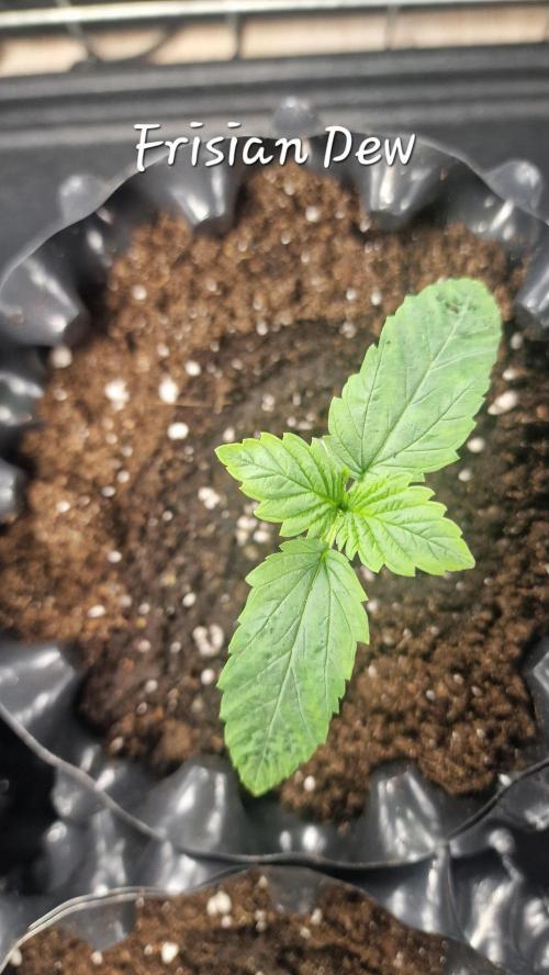 Dutch Passion Outdoor Grow 26 NRW. Week 1