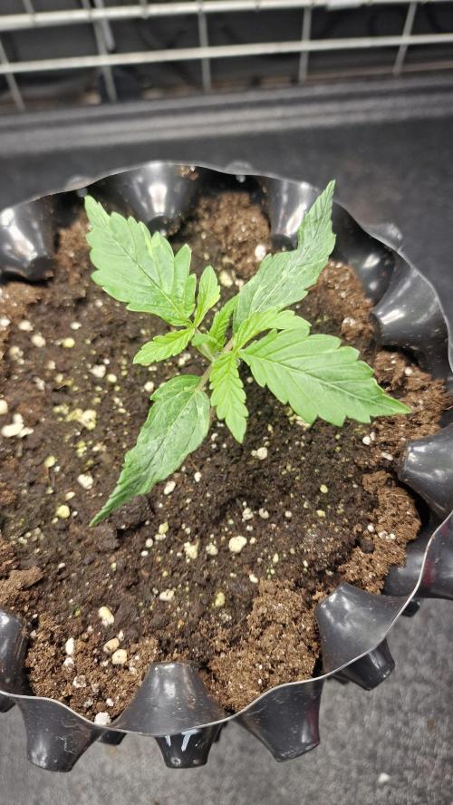 outdoor grow NRW '26. Week 2 - Jack 47 F1