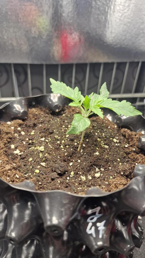 outdoor grow NRW '26. Week 2 - Jack 47 F1