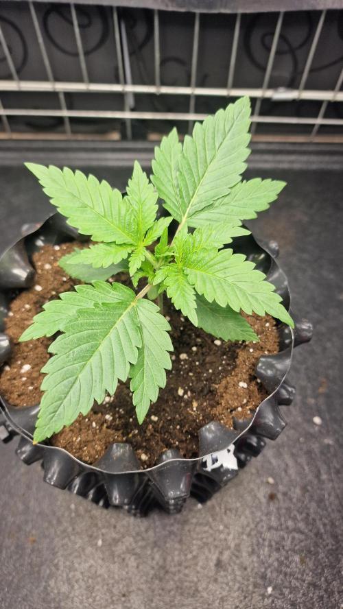 outdoor grow NRW '26. Week 2 - Blue Dream