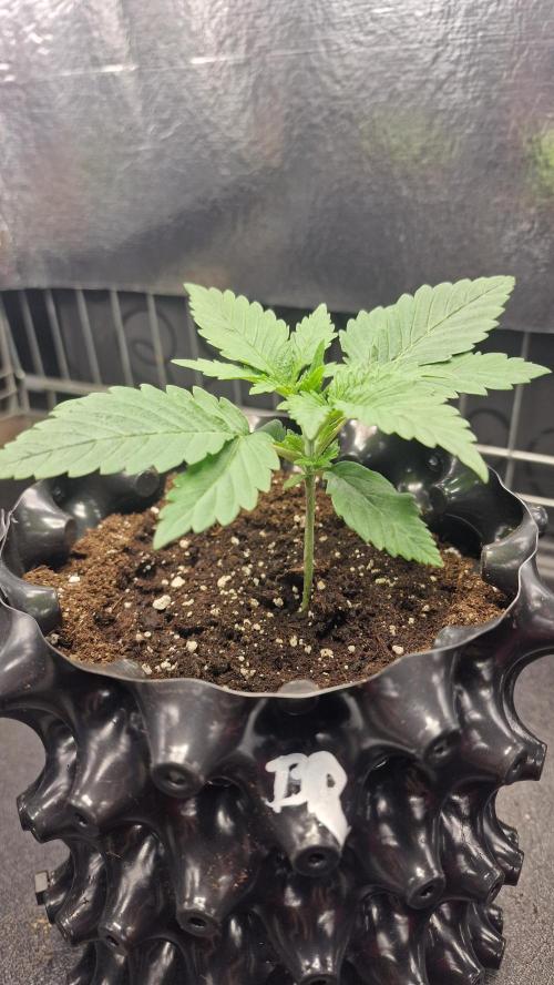 outdoor grow NRW '26. Week 2 - Blue Dream