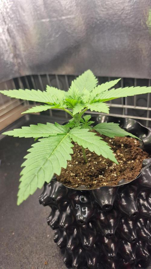 outdoor grow NRW '26. Week 2 - Cinderella 99