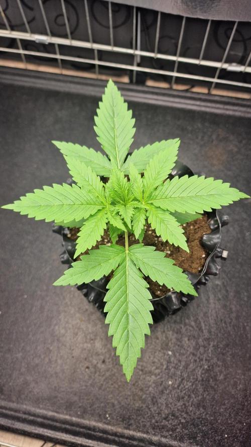 outdoor grow NRW '26. Week 2 - Cinderella 99