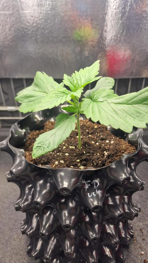 Dutch Passion Outdoor Grow 26 NRW. Week 2 - Frisian Duck