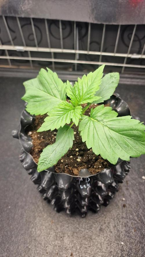 Dutch Passion Outdoor Grow 26 NRW. Week 2 - Frisian Duck