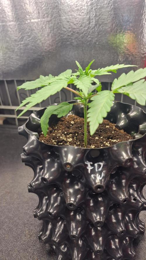 Dutch Passion Outdoor Grow 26 NRW. Week 2 - Frisian Dew