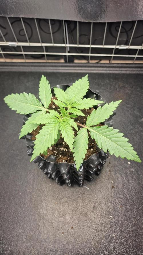 Dutch Passion Outdoor Grow 26 NRW. Week 2 - Frisian Dew