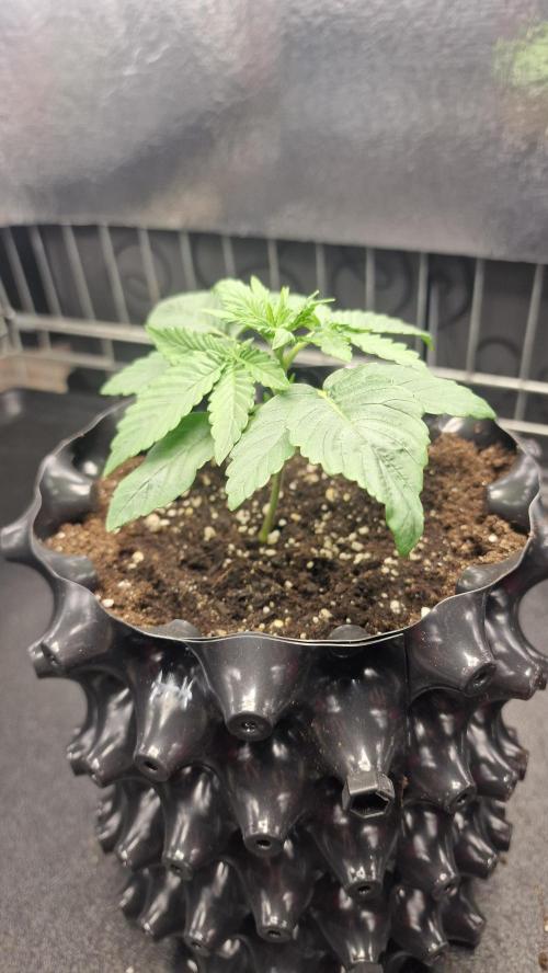 Dutch Passion Outdoor Grow 26 NRW. Week 2 - Holland's Hope