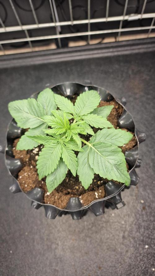 Dutch Passion Outdoor Grow 26 NRW. Week 2 - Holland's Hope