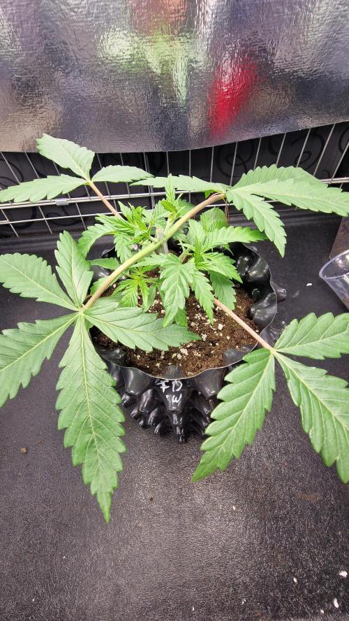 Dutch Passion Outdoor Grow 26 NRW. Week 4 - Frisian Dew
