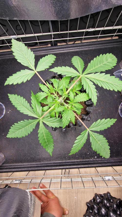 Dutch Passion Outdoor Grow 26 NRW. Week 4 - Frisian Dew