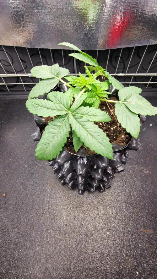 Dutch Passion Outdoor Grow 26 NRW. Week 4 - Holland's Hope 