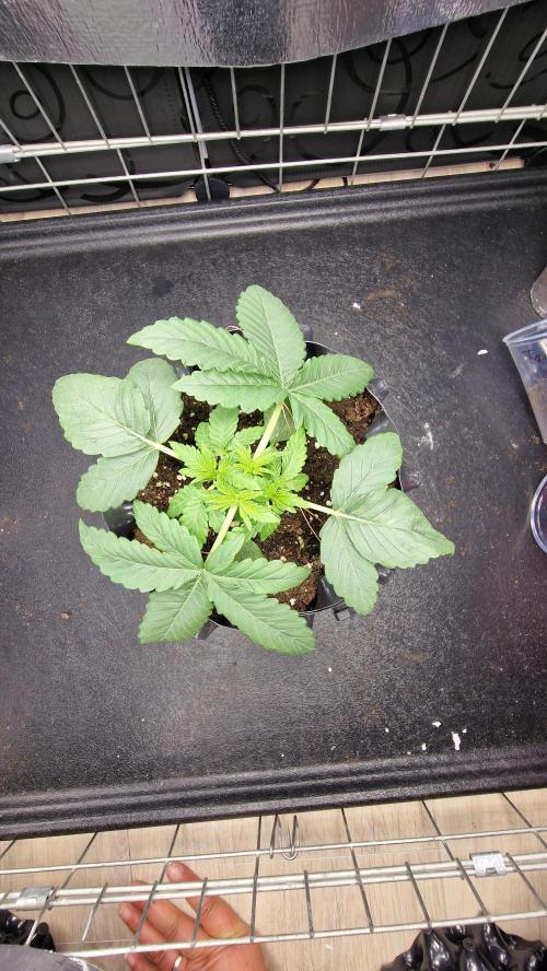 Dutch Passion Outdoor Grow 26 NRW. Week 4 - Holland's Hope 