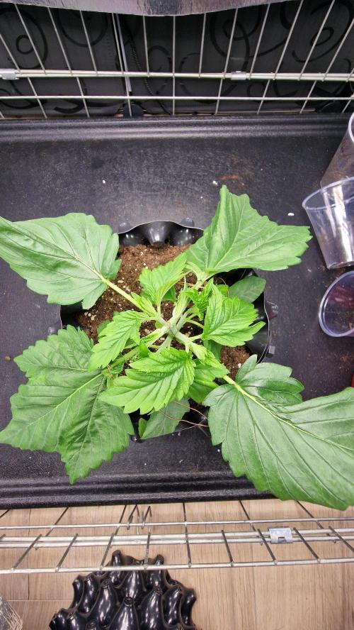Dutch Passion Outdoor Grow 26 NRW. Week 4 - Frisian Duck