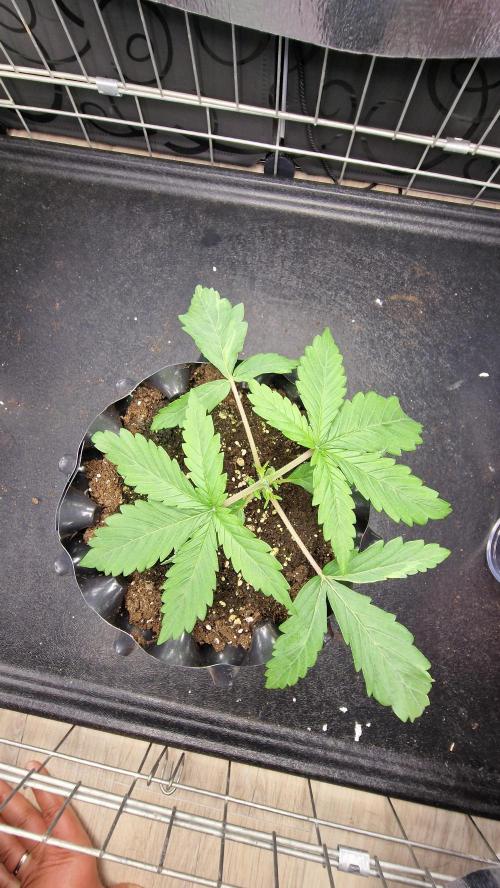 outdoor grow NRW '26. Week 3 - Jack 47 F1