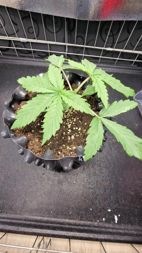 outdoor grow NRW '26. Week 3 - Jack 47 F1