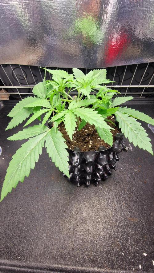 outdoor grow NRW '26. Week 3 - Blue Dream
