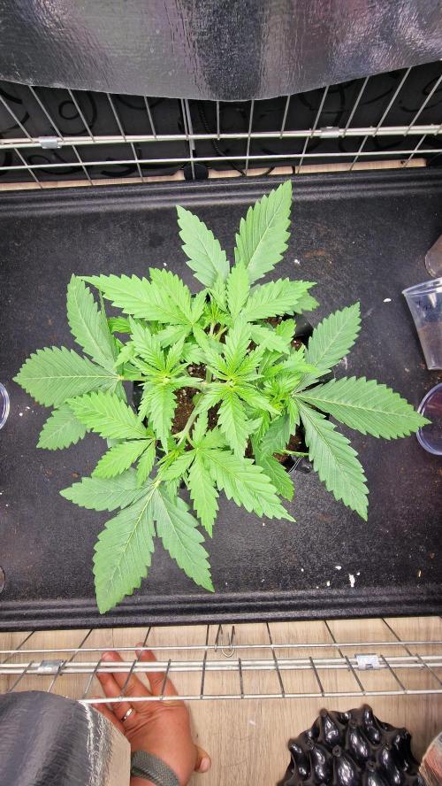 outdoor grow NRW '26. Week 3 - Blue Dream