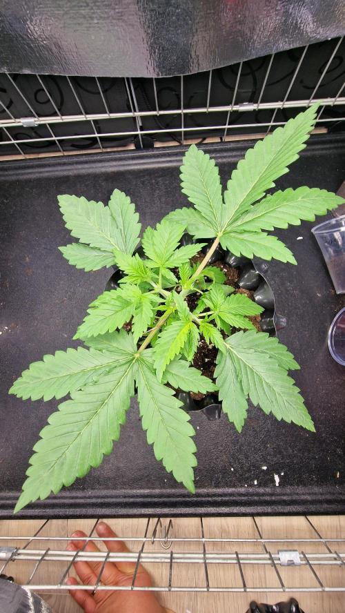 outdoor grow NRW '26. Week 3 - Cinderella 99