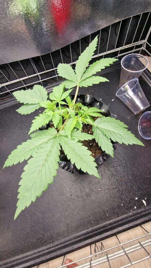 outdoor grow NRW '26. Week 3 - Cinderella 99