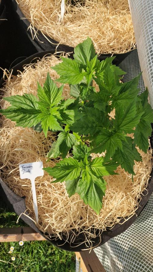 Dutch Passion Outdoor Grow 26 NRW. Week 6