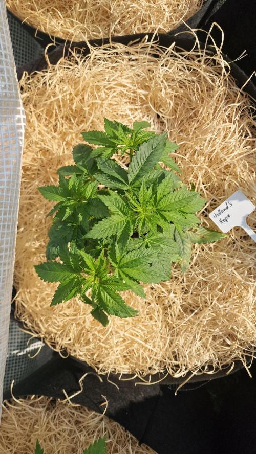 Dutch Passion Outdoor Grow 26 NRW. Week 6