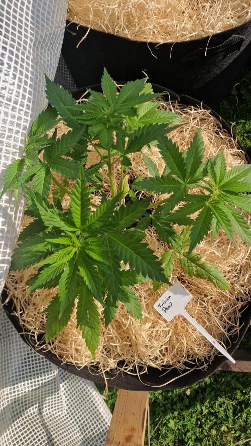Dutch Passion Outdoor Grow 26 NRW. Week 6